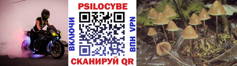 Галлюциногенные грибы Psilocybine cubensis  Купить закладки  Гусиноозёрск 